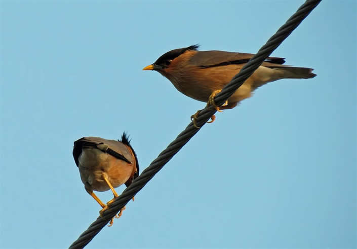 Brahminy mynahs in tirupati